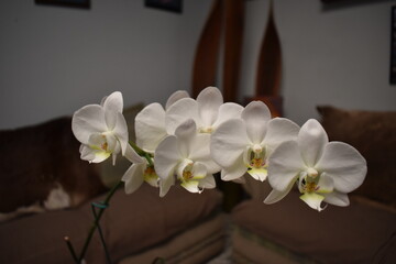 Flor de orquídea blanca en una casa