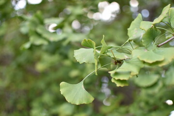 イチョウの葉のクローズアップと枝