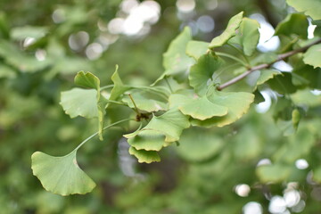 イチョウの葉のクローズアップと枝