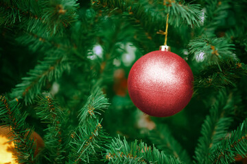 Red ball on Christmas tree. New year mood. Christmas decorations for the holiday. Branches of a coniferous tree. Family celebration.
