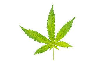 Cannabis leaf, Fading cannabis leaf isolated on white background