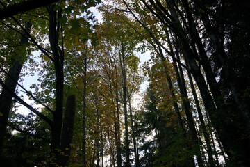 秋の森　公園　紅葉　色付く　木々　