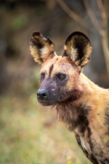 Vertical portrait of an african wild dog in Khwai Reserve Okavango Delta in Botswana