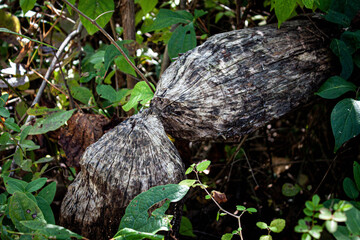 tree that beavers cut 