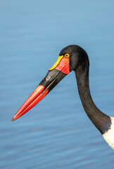 Close up on saddle billed stork's head with blue water in the background in Kruger Park in South Africa