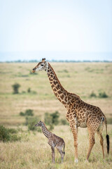Newborn giraffe standing next to its mother in Masai Mara in Kenya
