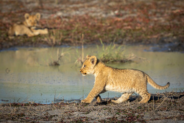Lion cub walking at the edge of water in Savuti in Botswana