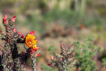 Blooming Cholla Cactus in Scottsdale Arizona