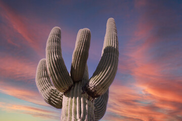 Scottsdale Saguaro in a Colorful Sunset
