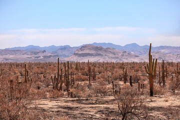 Saguaros after a Desert Fire Near Phoenix Arizona