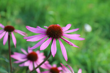 lovely pink echinacea blooms in the garden