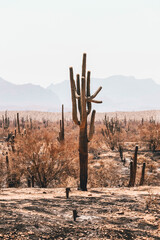 Saguaro after a Desert Fire Near Phoenix Arizona