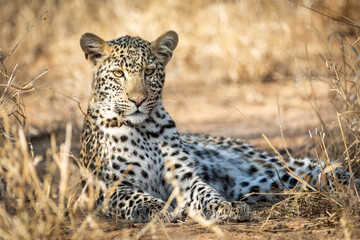 Adult leopard lying down in dry bush looking alert in Kruger Park in South Africa