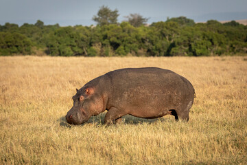 Hippo walking out of water in dry grassy plains of Masai Mara in Kenya