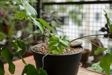Urban garden plant decoration. Closeup view of a Cyrtomium falcatum fern, also known as Japanese...