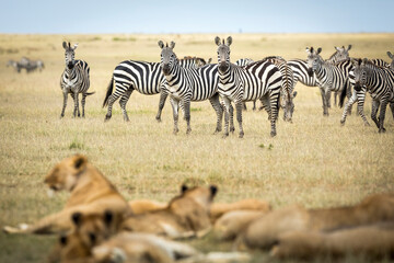 Herd of zebra standing and looking at lying lion pride in Masai Mara in Kenya