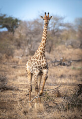 A vertical portrait of an adult female giraffe standing in dry bush in Kruger Park in South Africa