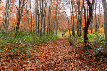 Obraz premium 秋のブナ林 紅葉 トレッキング イメージ