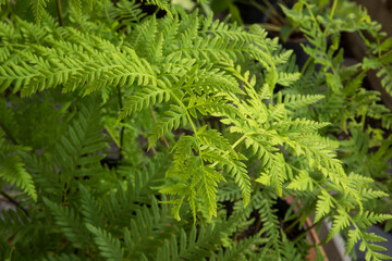 Exotic flora. Natural texture and pattern. Closeup view of Pteris tremula, also known as Australian brake fern, beautiful green fronds and foliage.