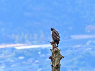 街並みバックにのんびりくつろぐクマタカ成鳥