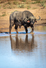 Vertical portrait of a male african buffalo walking through mud in Kruger Park in South Africa