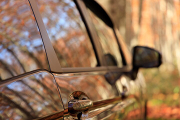 秋のブナ林　紅葉　リアゲートを開けた車　イメージ