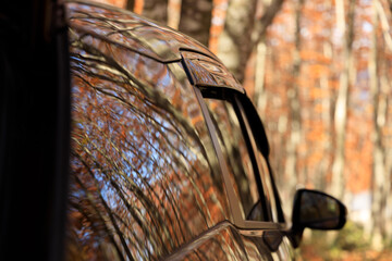 秋のブナ林　紅葉　リアゲートを開けた車　イメージ
