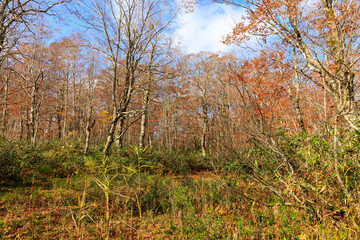 秋のブナ林　紅葉　トレッキング　イメージ