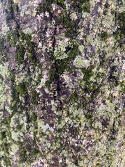 Close-up Tree Bark