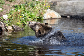 Male Grizzly Bear (Ursus arctos horribilis) shaking off the water from his fur, creating a swirl of water droplets in coastal British Columbia, Canada