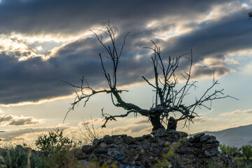 dry almond tree between collapsed stone house, sunset with storm clouds