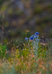 the blue thistle flower in the field