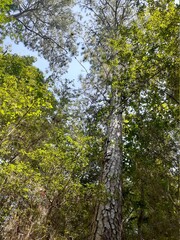 tall trees