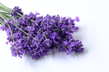 Blue Mountian a violet lavender field in Hokkaido, Lavender flowers bundle