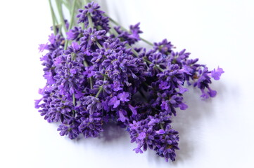 Blue Mountian a violet lavender field in Hokkaido, Lavender flowers bundle