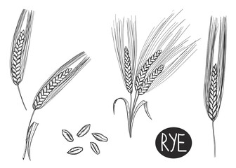 Hand drawn sketch black and white set of ear rye, leaf, grain. Vector illustration. Elements in graphic style label, card, sticker, menu, package. Engraved style illustration.