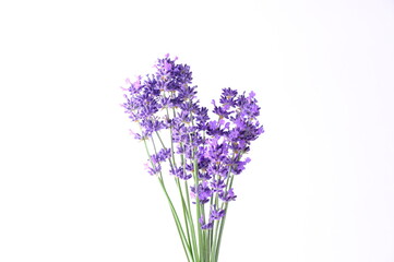 Naklejka premium Blue Mountian a violet lavender field in Hokkaido, Lavender flowers bundle