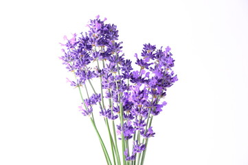 Blue Mountian a violet lavender field in Hokkaido, Lavender flowers bundle