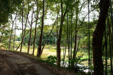 JR赤穂線大富駅にほど近い、竹林を抜ける線路ぞいの小道