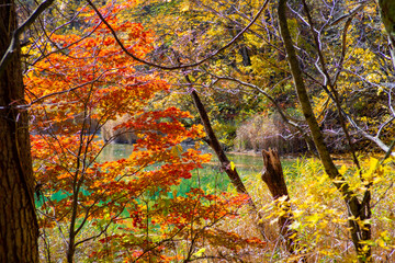 秋の裏磐梯の五色沼