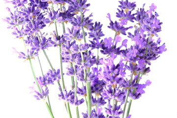 Blue Mountian a violet lavender field in Hokkaido, Lavender flowers bundle