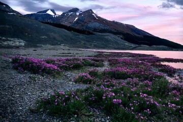 Pink fireweed wildflowers by glacial lake at sunset in Canadian Rockies. Columbia Icefield. Jasper. Albeta. Canada 