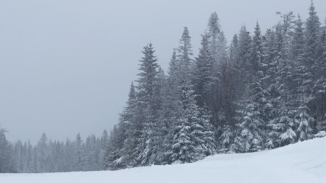 SEAMLESS LOOP VIDEO: Winter Snow Landscape Forest Nature With Snow Covered Winter Trees. 4K.