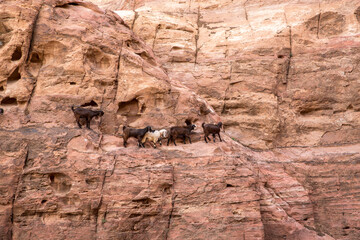 goats gallop over the sheer cliffs of Siq Canyon