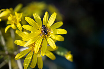 bee on flower