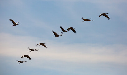 Obraz premium Common cranes flying to breeding grounds, seasonal spring bird migration
