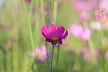 Beautiful  cosmos flower  colorful  in the field   outdoor,Portrait.