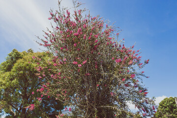 native Australian pink bottlebrush callistemon tree outdoor in sunny backyard