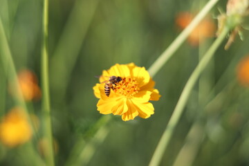 Beautiful  cosmos flower  colorful  in the field   outdoor,Portrait.