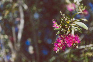 native Australian pink bottlebrush callistemon tree outdoor in sunny backyard